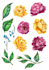 draw flowers illustrations in watercolour style