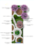 make a landscape design siteplan