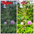 edit awesome photo, merge and photo editing