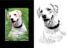 draw scribble art sketches detail for your pet or any animal