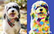 draw amazing pop art from your pet