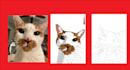 custom paint by number portraits for your pet dog cat rabbit and more
