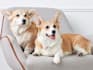 provide guest post on pet and dog high quality da 40