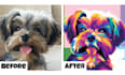draw your cute pet into pop art style
