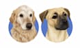 draw custom pet potrait illustration for you
