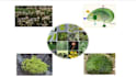 write quality based research articles on mycology botany biology