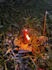cast a powerful spell to make your wish come true