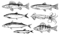 draw animal, fish, bird hand drawn vector illustrations