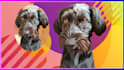 draw cartoon dog, cat and others in 24 hours