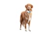 remove her image background, bild hintergrund entfernen