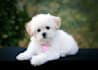 guest post on pet blogs