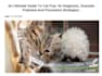 write veterinary, pet and animals related blog and articles