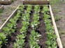write a superb article on gardening