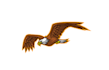 create gorgeous eagle logo for your business only 12 hours