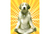 draw a pet vector from your pet photo