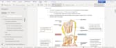 provide human physiology lecture notes