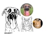 draw your cat,dog,and pet animal line art in 3 hours