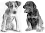 do a realistic pencil portrait of your pet, dog, cat, horse