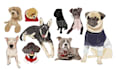 design animal emoticon, stickers, character