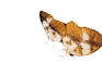 do 100 images background removal at negotiable price