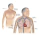 create medical illustrations, infographics, diagrams