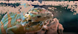 datamosh your video to make it look glitchy and trippy