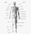 create professional 3d anatomical illustrations