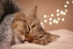 do a distance angel energy healing session for pets