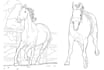 create coloring pages about animals