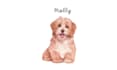 paint dog, cats, whatever pet portrait with watercolor