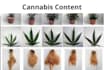 cannabis content and  articles