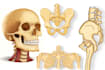 create anatomy, medical, and scientific illustrations