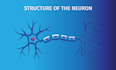 design scientific figures, diagrams, and illustrations