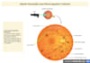 create a professional medical  powerpoint presentation