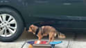 create 50 viral funny pet videos for your youtube channel