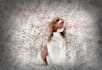 do custom dog portrait