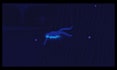 make a trippy animated music video and lyric video