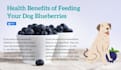 write dog articles and pet blog content