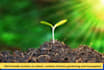 write articles on indoor, outdoor gardening and houseplant