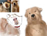 make cute and ugly illustration for pet