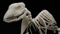 create a 3d model skeleton of animal