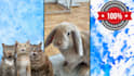 create monetizable cute funny pets compilation videos