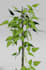 create 3d  realistic of plants and flowers