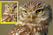 convert your picture into a digital oil painting effect