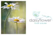design a custom hand drawn, botanical, flower, feminine logo