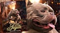 design dog stud, breeder, kennel banner, kennel flyer