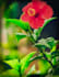 do adobe photoshop editing and photo manipulation