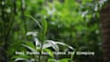 record real rainforest rain sounds videos for youtube channel
