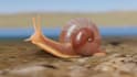 create 3d low poly animal character model