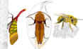 do colour insects illustration